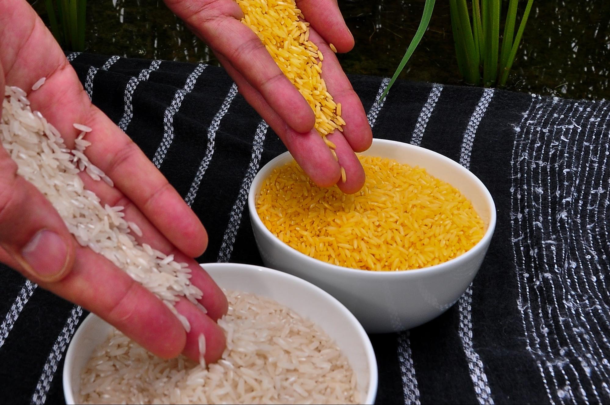 https://upload.wikimedia.org/wikipedia/commons/2/29/Golden_Rice.jpg